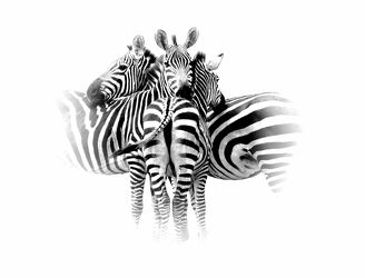 Bild mit Natur, Schwarz, Streifen, schwarz & weiss, Wildtiere, Freunde, Zebras, Drei