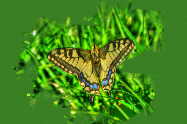 Bild mit Farben, Natur, Insekten, Flügel, Fliegen, Tier, Schmetterling, Farbenspiel