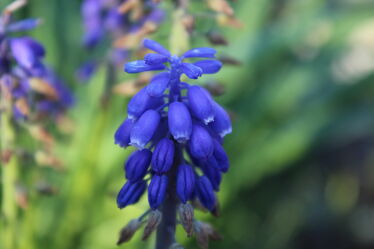 Bild mit Natur, Blau, Blume, Pflanze, nahaufnahme, traubenhyazinthe