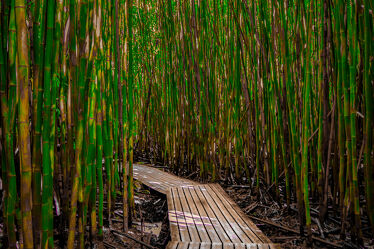 Holzsteg im Bambuswald auf Maui, Hawaii