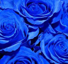 Bild mit Farben, Natur, Pflanzen, Blumen, Blumen, Rosa, Rosen, Blau, Blau, Kobaltblau, Blume, Pflanze, Rose, Roses, Rosenblüte, Flower, Flowers, osaceae, Blumenstrauß, blaue Rose, Blue Rose, Rosenstrauß