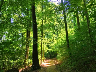 Bild mit Natur, Grün, Pflanzen, Landschaften, Bäume, Wälder, Wald, Lichtung, Baum, Waldlichtung, Weg, Waldweg