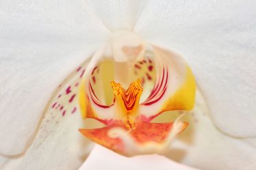 Macro Orchidee