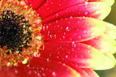 raining flower