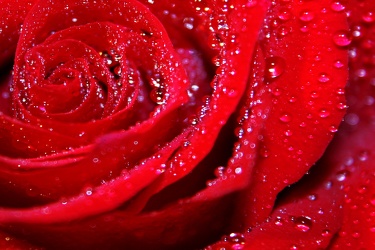 raining roses