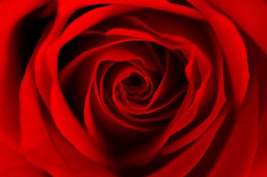 red dreaming rose