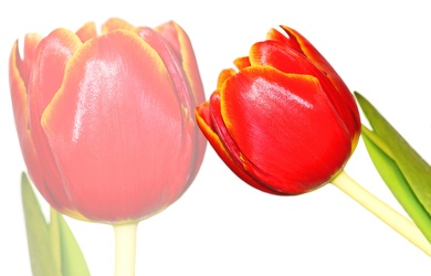 Bild mit Natur, Pflanzen, Blumen, Blumen, Blume, Pflanze, Tulpe, Tulips, Tulpen, Tulipa, Flower, Flowers, Tulip, rote Tulpe, rote Tulpen, red tulip, red tulips