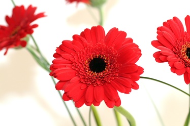 Bild mit Natur, Pflanzen, Blumen, Korbblütler, Rot, Blume, Pflanze, Flower, Flowers, Gerbera, Schnittblume, rote Gerbera, rote Gerberas