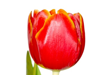 Bild mit Natur, Elemente, Wasser, Pflanzen, Blumen, Blumen, Blume, Pflanze, Tulpe, Tulips, Tulpen, Tulipa, Flower, Flowers, Tulip, rote Tulpe, rote Tulpen, red tulip, red tulips