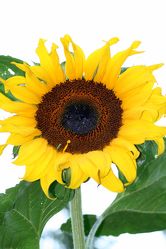 Bild mit Gelb, Natur, Pflanzen, Lebensmittel, Essen, Blumen, Korbblütler, Sonnenblumen, Blume, Flower, Flowers, Sonnenblume, Sunflower, Sunflowers