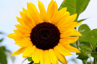 Bild mit Farben, Gelb, Natur, Pflanzen, Himmel, Blumen, Korbblütler, Sonnenblumen, Blume, Flower, Flowers, Sonnenblume, Sunflower, Sunflowers