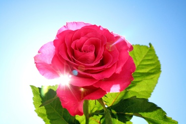 sunshine rose