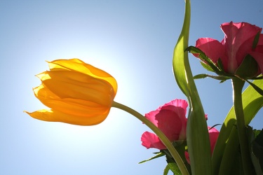 sunshine tulips