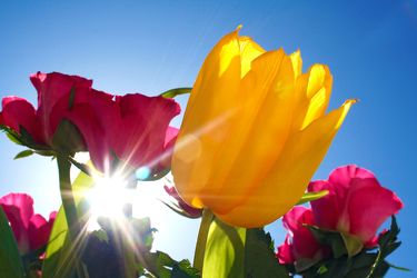 sunshine tulip