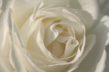 White Rose 5