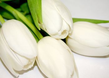 Bild mit Farben, Gegenstände, Natur, Pflanzen, Lebensmittel, Essen, Blumen, Blumen, Weiß, Weiß, Blume, Pflanze, Tulpe, Tulips, Tulpen, weiße Tulpen, Tulipa, Flower, Flowers, Tulip, weiße Tulpe, white tulip, white tulips