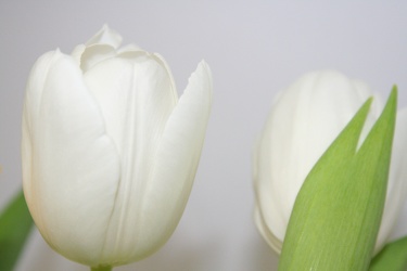 White Tulips 6